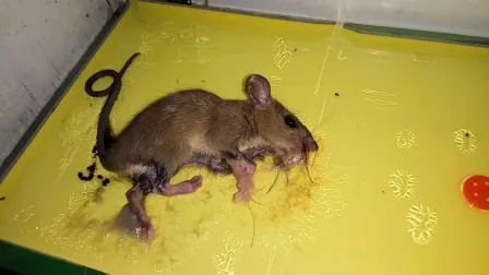 Magpow Souris Rat Adhésif Livre Cafard Moustique Papier Collant Insecte Colle Piège